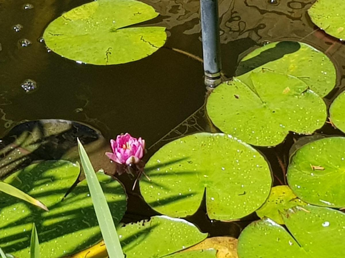 Leganyi Apartmanhaz Eger Buitenkant foto